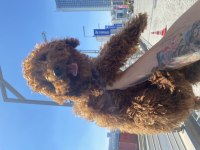 Orjinal Eğitimli Toy Poodle