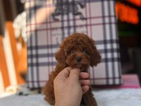 Teacup kore kan red brown toy poodle yavrular