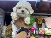 KOYU RENK VE BEYAZ RENK POODLE YAVRULAR HAZIR