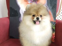 4 Aylık Yavru Pomeranian Boo