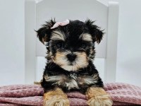 Teacup birbirinden tatlı morkie yavrular