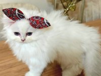 Scottish fold bebeklerimiz yuvalarını arıyor