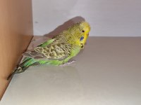 Satılık Jumbo Muhabbet Kuşu