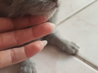 Rezerveye açık yavrular british shorthair