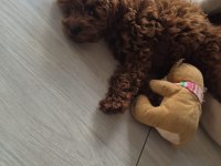 TOY POODLE KÖPEĞİ