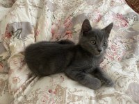 Yavru 3 aylık british shorthair kediler