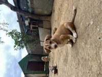 75 günlük küçük fino köpekler