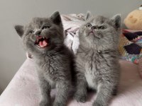 BRİTİSH SHORTHAİR KEDİMİZ