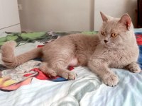 4 Yaşında British Shorthair Dişi Kısır Kediler