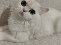 British longhair