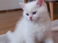 British longhair erkek yavrum