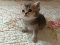 SAFKAN ÇOK ŞİRİN BEBEK BRİTİSH SHORTHAİR YAVRULARIMIZ