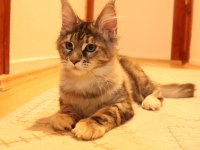 Full şecereli XXL safkan Maine Coon dişiler