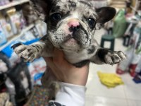 French Bulldog Yavrularımız Yeni Ailesini Arıyor