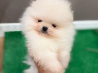 pomeranian boo garantili yavrular