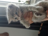 Scottish fold yavru