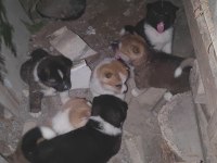 akita yavruları sahnede