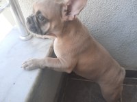 AŞILI FLUFFY ve İSABELLA TAŞIYICI FRENCH BULLDOG KIZIMIZ