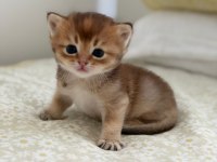 British Shorthair Golden Erkek