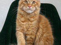 XXXL kırmızı maine coon erkek