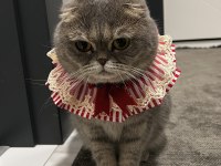 Scottish fold sağlık sebeplerinden dolayı sahiplendiriyorum