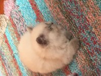 British Longhair Blue Point