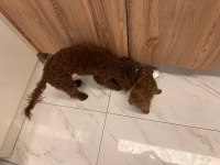 En koyu rengi red brown Poodle