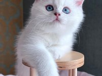 Dünya Güzeli Silver British Shorthair Ns1133