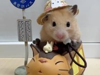 Aynı Gün Adrese Teslim Hamster Yavru Ve Setleri