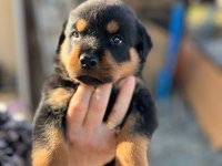 Rottweiler yavruları