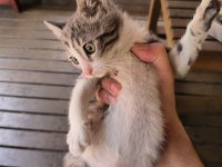 Veteriner kliniği ücretsiz kedi sahiplendirme