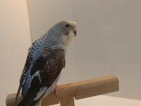 Yavru karakanat muhabbet kuşlar