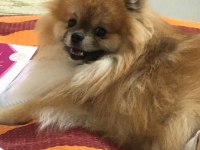 13 aylık pomeranian
