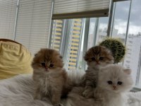 Scottish fold longhair (Golden & silver)