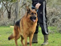 A şecereli alman kurdu yavruları