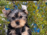 2 aylık teacup boy Yorkshire terrier