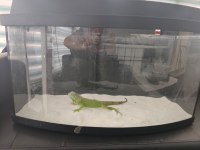 1 YAŞINDA EVCİL İGUANA BELGELİ