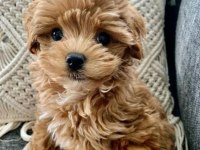 Maltipoo yavrularımız sizleri bekliyor