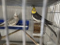 DAMIZLIK WF GREY SULTAN PAPAĞANI ÇİFTİ