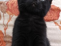 British shothair silver tabby cocolate