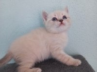 BRİTİSH SHORTHAİR KARDEŞLER