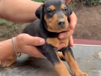 A kalite doberman yavrular