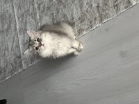 İlk yavru kedimiz babalık hakkımı veriyorum