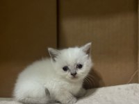Oyuncu Safkan Sağlıklı british shorthair yavrular