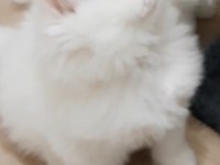 British Longhair ve Scottish Fold Kedisi