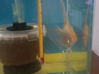 Eş yumurta çizmiş silver melek balığı