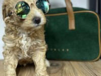 White terrier bebekler tatlımı tatlı