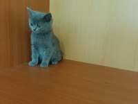 British shorthair lilac ve gri