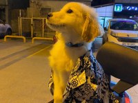 Son Erkek Yavru Golden Retriever