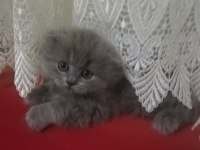 British longhair yavrularım hazırlar